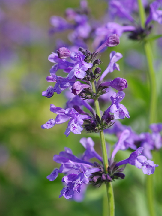 Nepeta sibirica