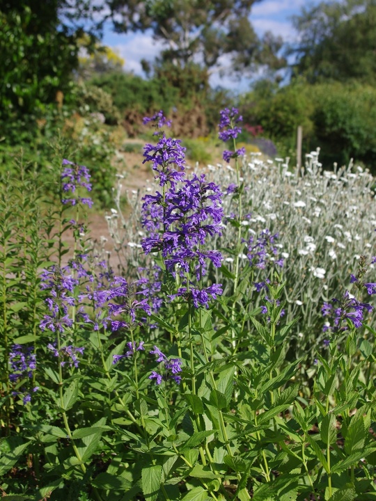 Nepeta sibirica