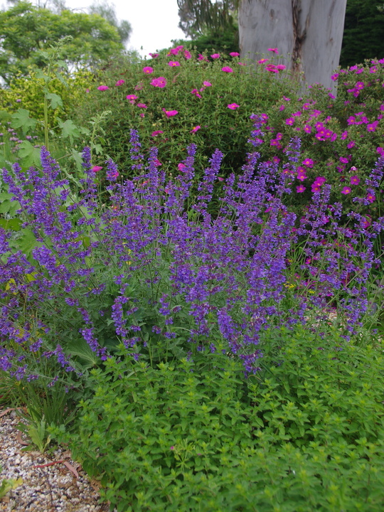 Nepeta 'Six Hills Giant'