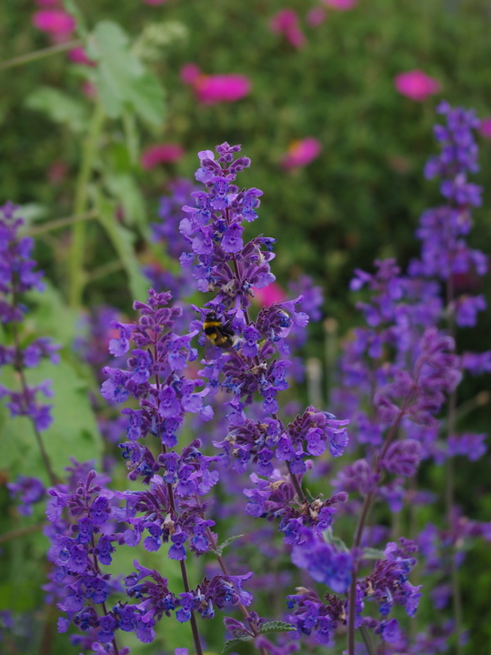 Nepeta 'Six Hills Giant'