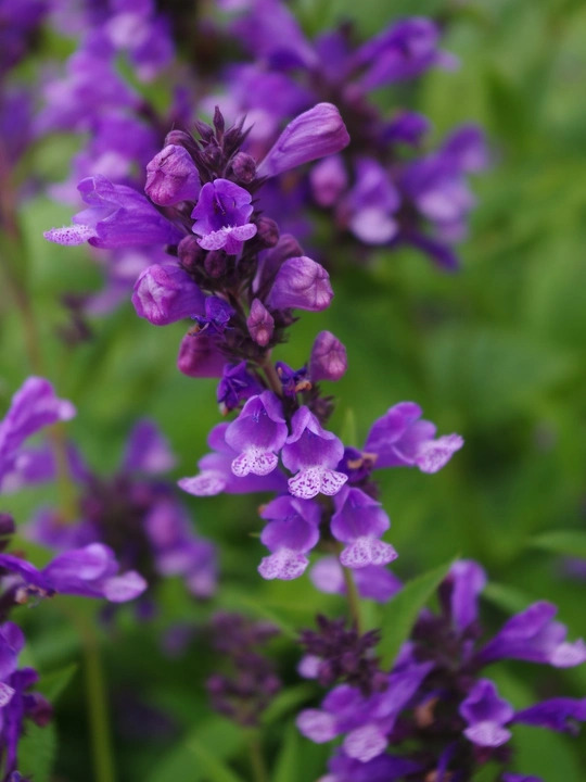 Nepeta stewartiana