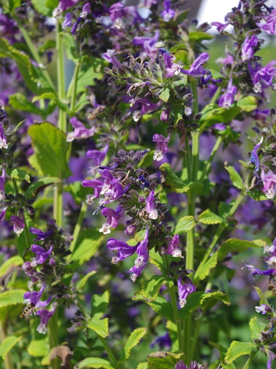 Nepeta stewartiana