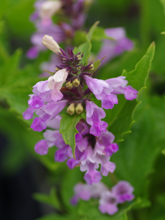 Nepeta subsessilis 'Pink dreams'