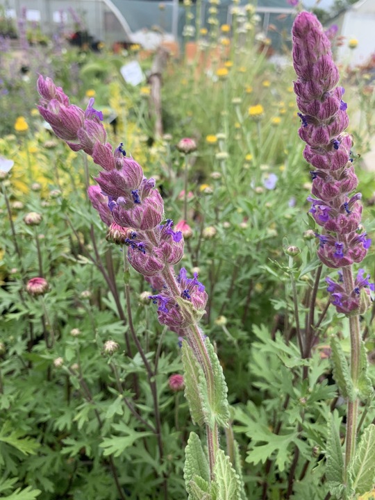 Nepeta tuberosa ex Madrid - Beth Chatto's Plants