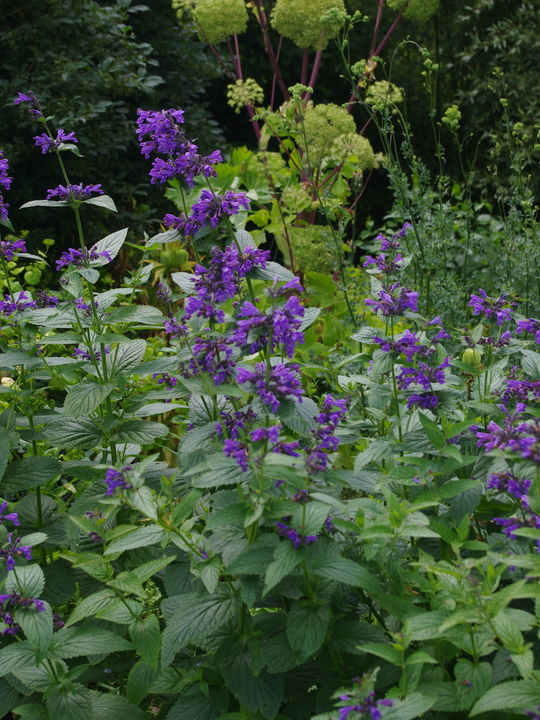 Nepeta 'Weinheim Summer Blues'