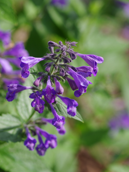 Nepeta 'Weinheim Summer Blues'