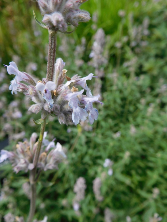 Nepeta x faassenii 'Gletschereis'