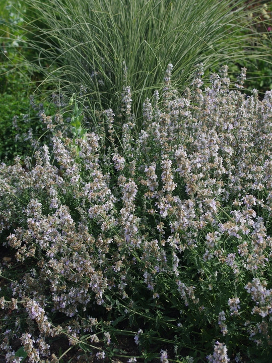 Nepeta x faassenii 'Gletschereis'