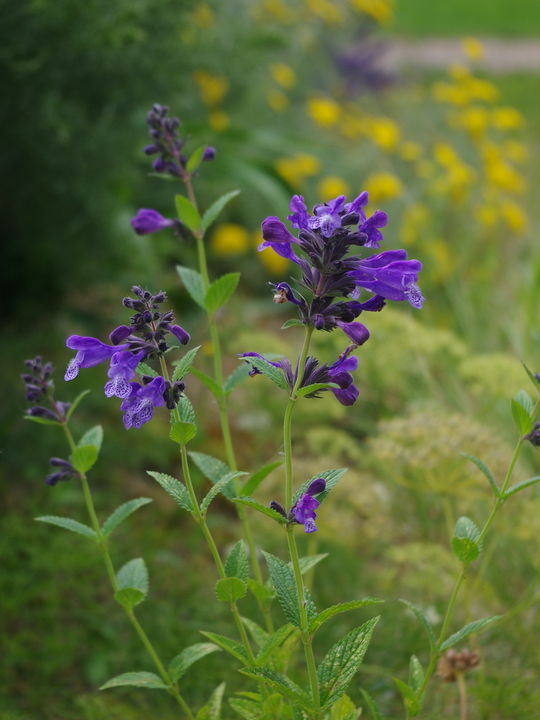 Nepeta yunnanensis