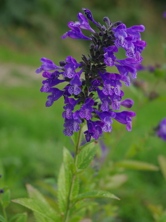 Nepeta yunnanensis
