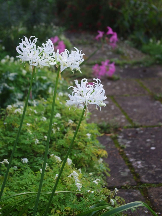 Nerine undulata (Flexuosa Group) 'Alba'