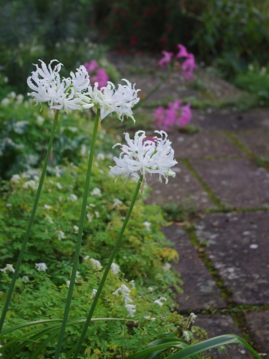 Nerine undulata (Flexuosa Group) 'Alba'