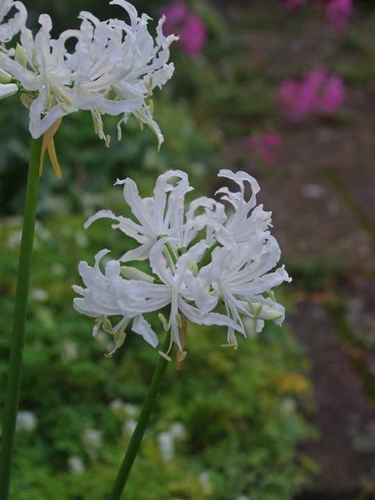 Nerine undulata (Flexuosa Group) 'Alba'