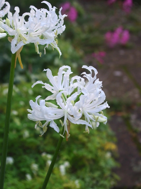 Nerine undulata (Flexuosa Group) 'Alba'