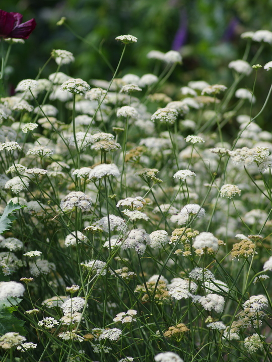 Oenanthe pimpinelloides  (W&B-BG-B-10)