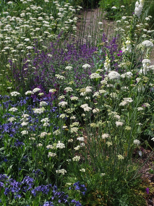 Oenanthe pimpinelloides  (W&B-BG-B-10)