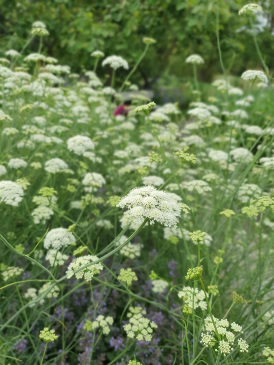 Oenanthe pimpinelloides  (W&B-BG-B-10)