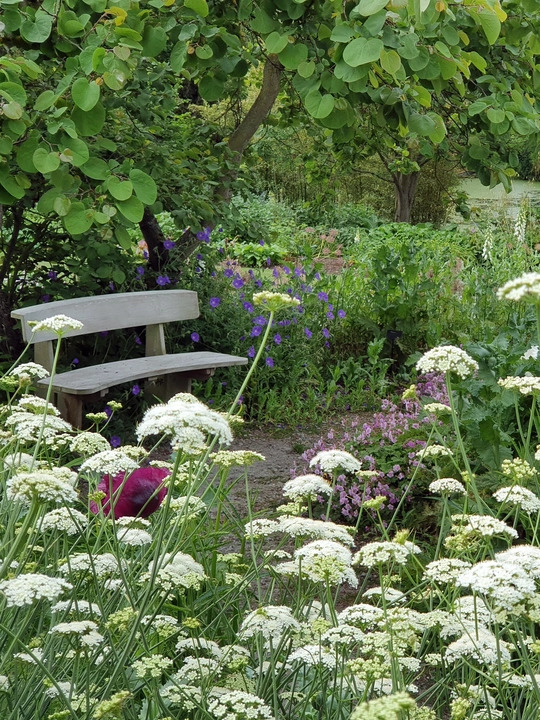 Oenanthe pimpinelloides  (W&B-BG-B-10)