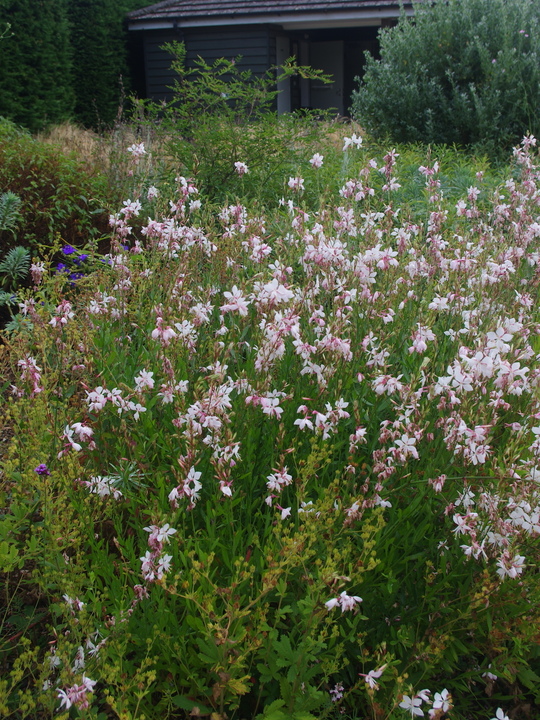 Oenothera lindheimeri