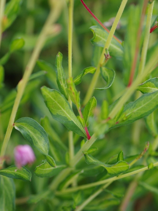 Oenothera lindheimeri 'Jo Adela'