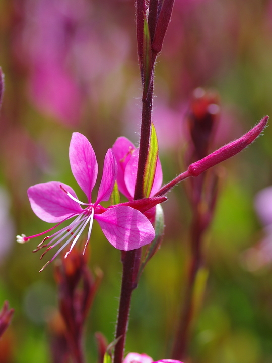 Oenothera lindheimeri 'Siskiyou Pink'
