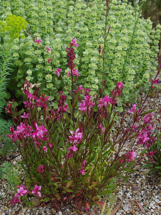 Oenothera lindheimeri 'Siskiyou Pink'