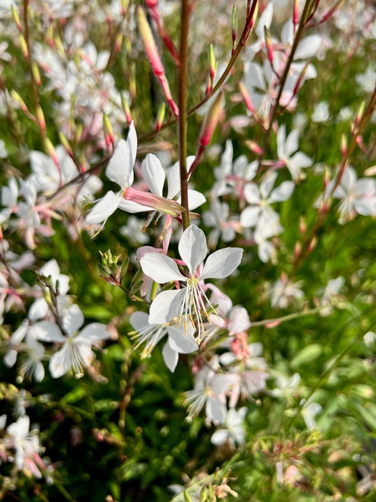 Oenothera lindheimeri 'Whirling Butterflies'