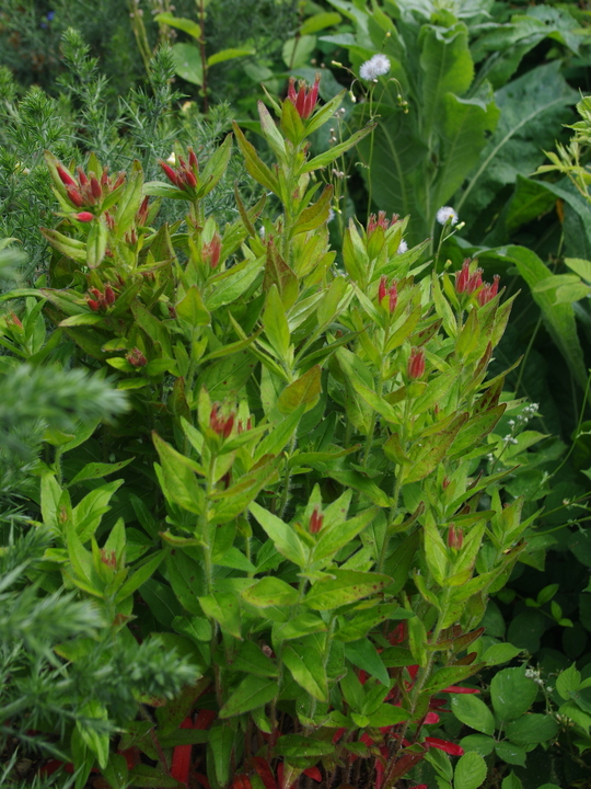 Oenothera pilosella 'Glencoe'