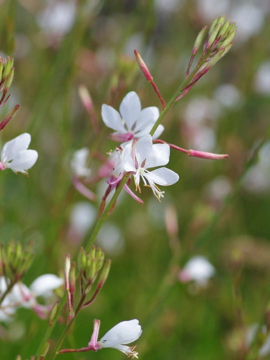 Oenothera sinuosa