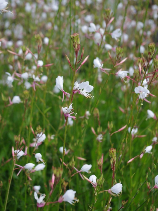 Oenothera sinuosa
