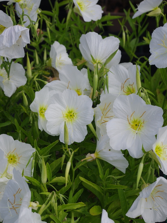 Oenothera speciosa 'Jane's White' 