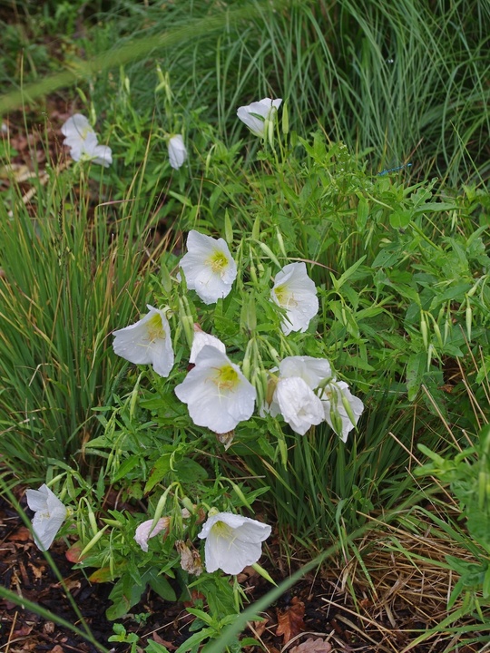 Oenothera speciosa 'Jane's White' 