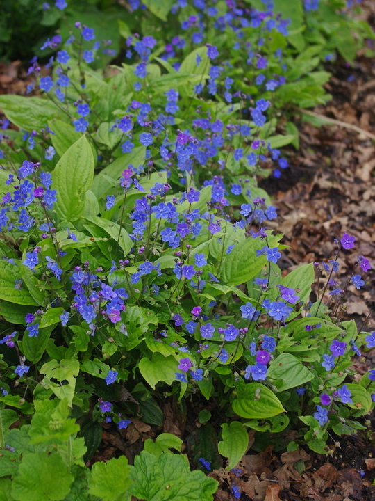 Omphalodes cappadocica 'Cherry Ingram'