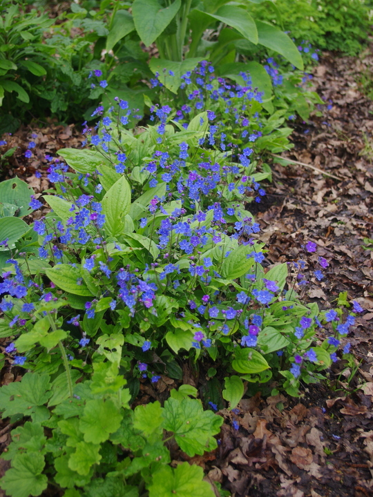 Omphalodes cappadocica 'Cherry Ingram'