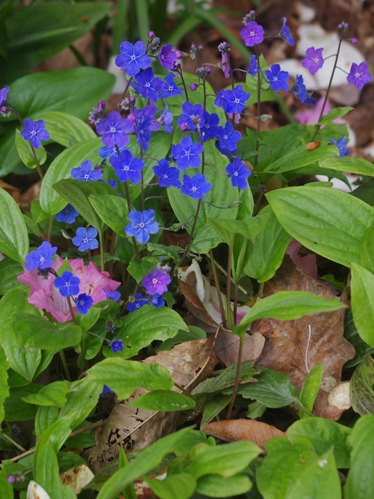 Omphalodes verna
