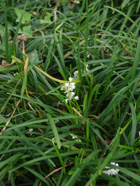 Ophiopogon planiscapus