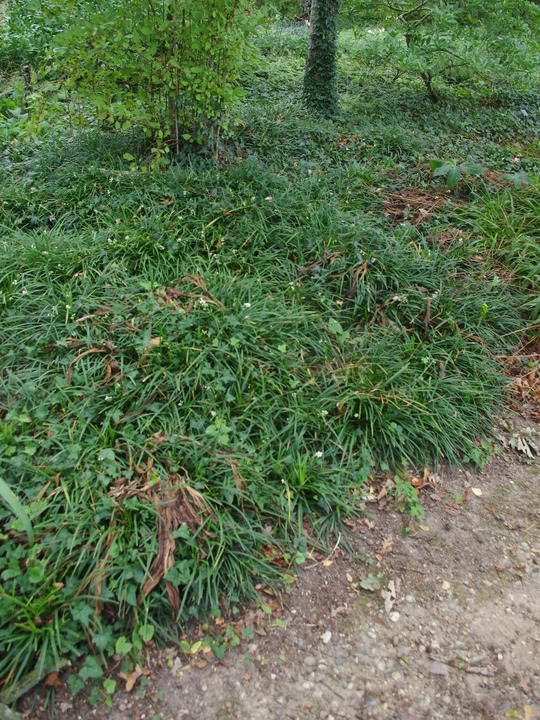 Ophiopogon planiscapus