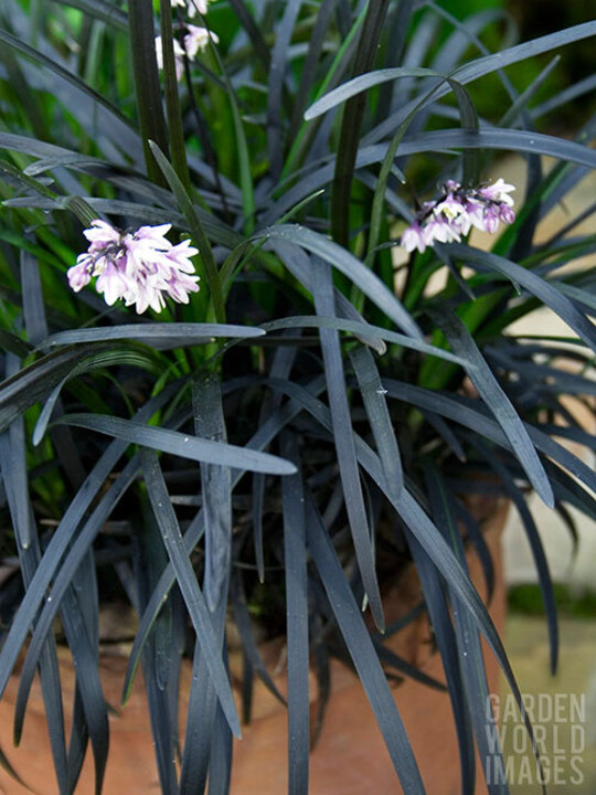 Ophiopogon planiscapus 'Kokuryu' 