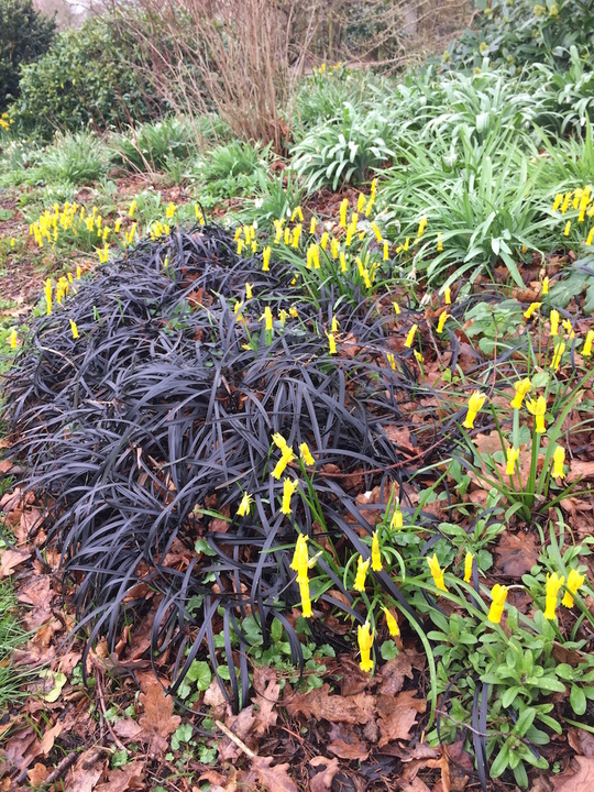 Ophiopogon planiscapus 'Kokuryu' 