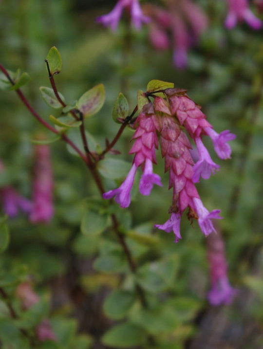 Origanum 'Bristol Cross'