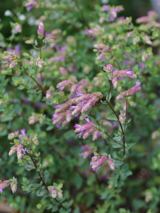 Origanum 'Bristol Cross'