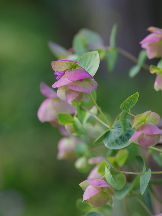 Origanum 'Kent Beauty'