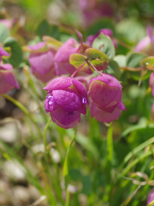 Origanum 'Kent Beauty'