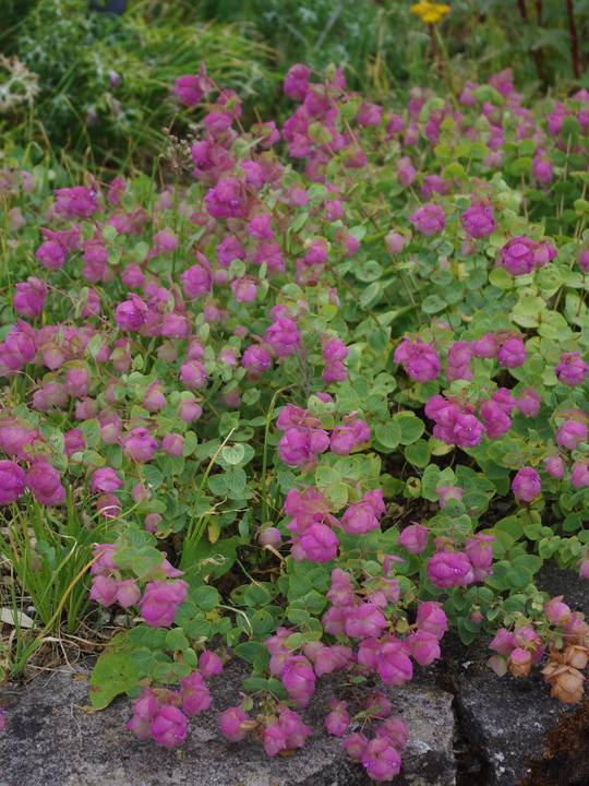 Origanum 'Kent Beauty'