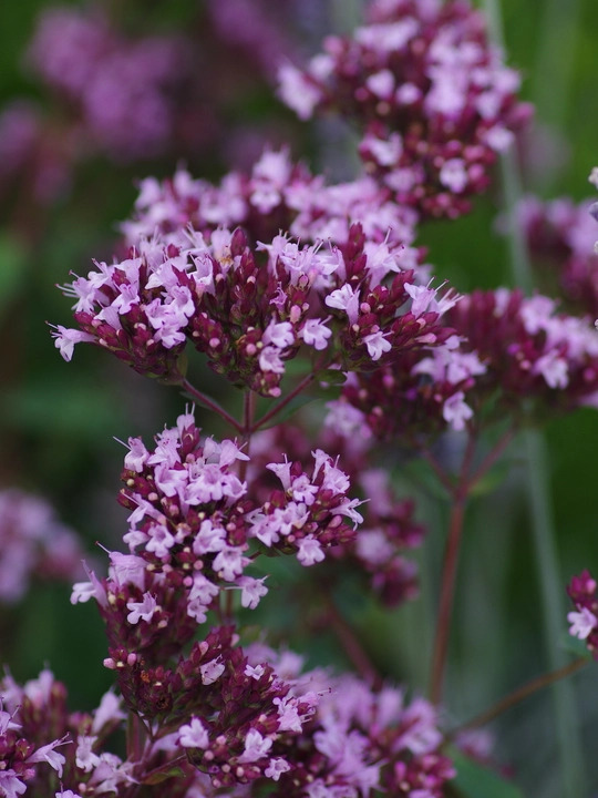 Origanum laevigatum 'Herrenhausen'