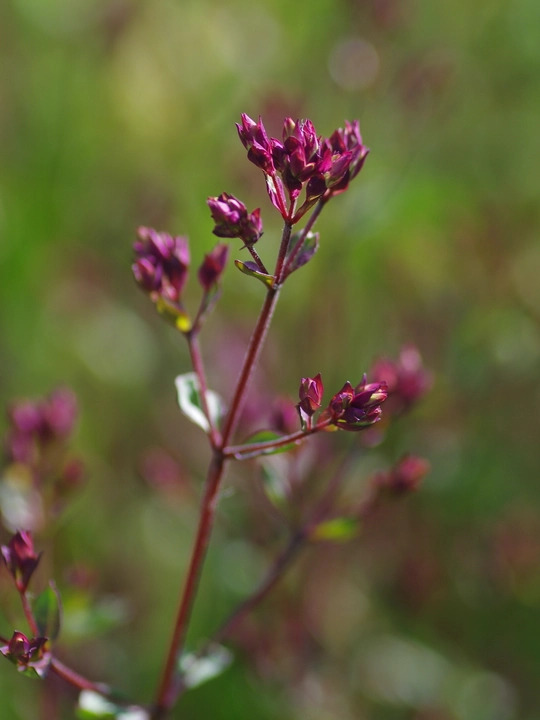 Origanum laevigatum 'Hopleys'