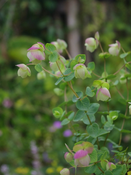 Origanum rotundifolium 'Jan's Pink'