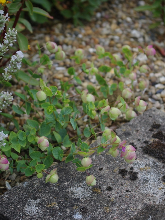 Origanum rotundifolium 'Jan's Pink'
