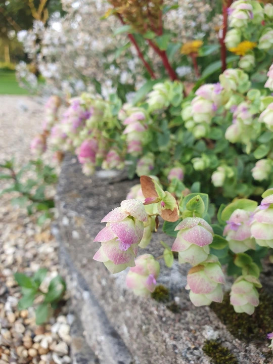 Origanum rotundifolium 'Jan's Pink'