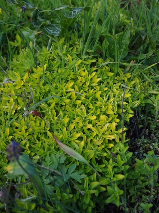 Origanum vulgare 'Aureum' Long-leafed form 1L